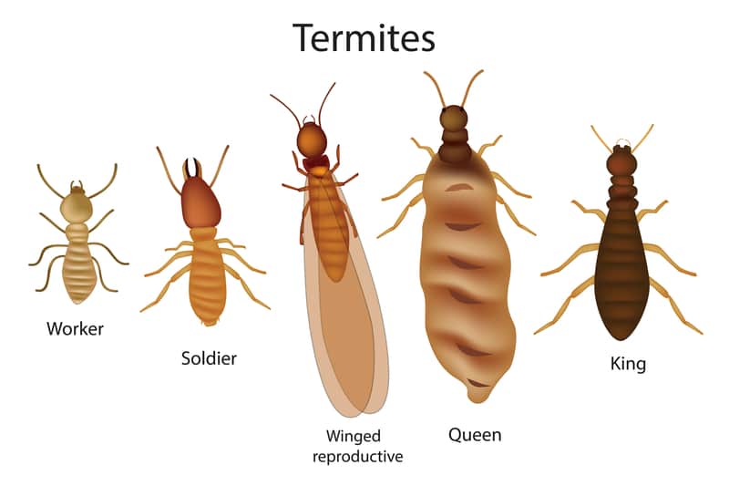 This image has an empty alt attribute; its file name is Termite2.jpg